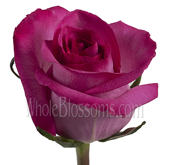 Close-up of a vibrant Purple Cezanne Hot Pink Rose with velvety raspberry petals and elegant magenta tones.