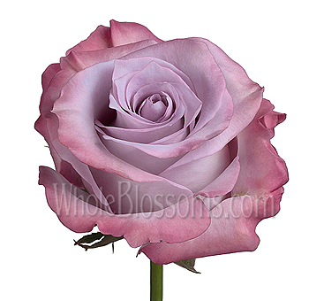 Close-up of a Purple Haze Lavender Rose showcasing velvety lavender petals with blush pink edges and classic spiral form.