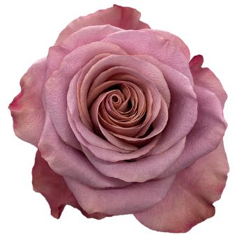 Stunning close-up of the Purple Moon Lavender Rose showing velvety mauve petals with a spiral rosette and rich cocoa undertones.