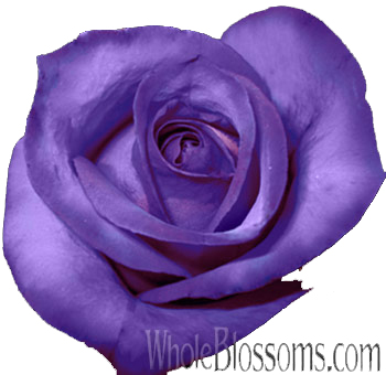 Shop premium purple roses in bulk at wholesale prices for weddings and events. Elegant and enchanting blooms ideal for bouquets, arches, and décor.