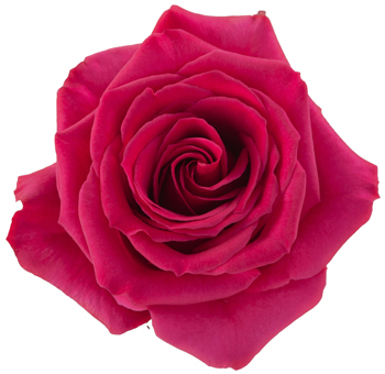 Close-up of Queen Berry Hot Pink Rose with vibrant magenta petals and a classic, spiraled bloom shape.