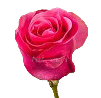 Close-up Alt Text: Close-up of Queen Mary Hot Pink Rose in full bloom, showcasing its deep pink petals and classic spiral floral structure.