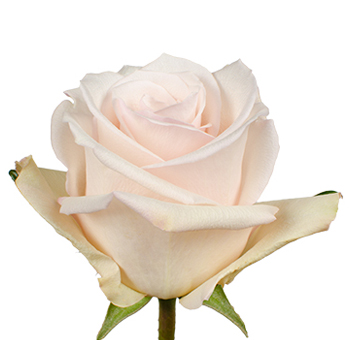 Close-up of Queen of Pearl Light Pink Rose in full bloom, featuring soft blush petals with a pearlescent finish.