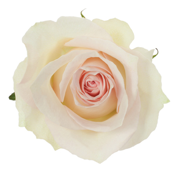 Close-up of Ragazza Light Pink Rose in full bloom, featuring soft pastel petals with a creamy ivory base.