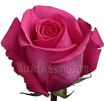 Ravel dark pink roses for lush elegance, ideal for weddings, gifts, and premium romantic floral décor.
