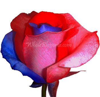 Tri-color red, white, and blue rose from Whole Blossoms, perfect for patriotic weddings, events, and floral gifts. Available in bulk at wholesale pricing.
