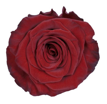 Red Paris Rose with deep crimson petals and ruffled blooms, perfect for weddings, romantic celebrations, and luxurious floral arrangements.