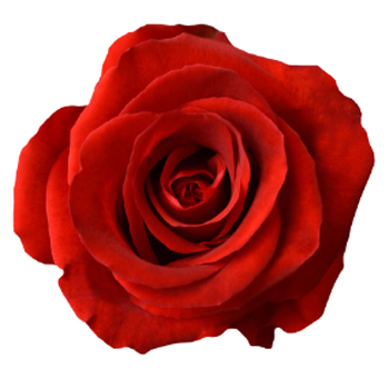 Furia Red Roses with intense crimson petals and velvety texture, perfect for weddings, romantic events, and luxurious floral designs.