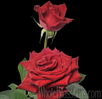 Bold and elegant, Success Red Rose showcases vibrant red petals ideal for weddings, anniversaries, and luxury floral arrangements.