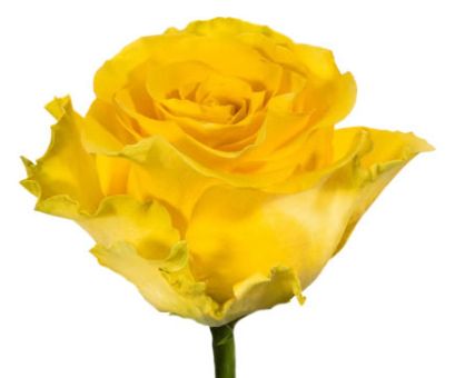 Regatta yellow roses shine with joyful energy, perfect for fresh cut arrangements, sunny weddings, or festive floral décor.