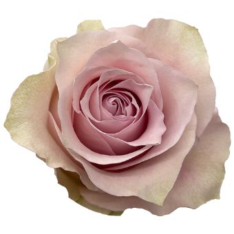 Remembrance Lavender Rose in full bloom, showcasing soft lavender petals with green undertones.