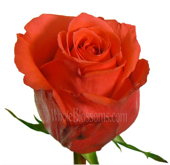Bold Rock Star orange roses make a vibrant statement, perfect for standout wedding florals or celebratory gifts.