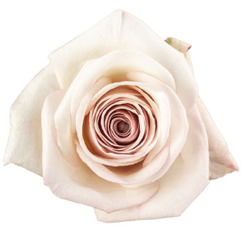 Ivory Creamy Rose - Aly with soft ivory petals and blush undertones, ideal for weddings, romantic bouquets, and elegant floral arrangements.