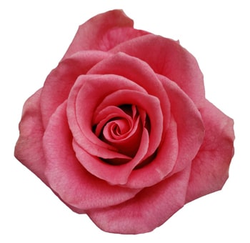 A close-up of the Antique Explorer Pink Rose, showcasing its delicate petals and soft pink hues.