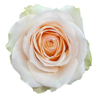Close-up of an Arena Peach Rose in full bloom, showcasing its soft creamy petals.