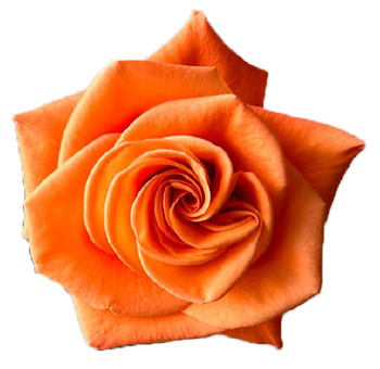 Carnelian Orange Rose with fiery orange petals and velvety blooms, ideal for weddings, summer celebrations, and vibrant floral arrangements.