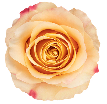 Carpe Diem Roses with apricot and peach hues, accented by soft pink tones, perfect for weddings, autumn events, and elegant floral arrangements.