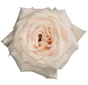 Close-up of Champagne Light Pink Rose in full bloom, showcasing delicate blush petals.