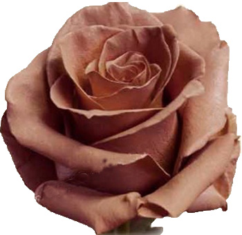 Cocoa Milk coffee roses deliver creamy neutral beauty, ideal for earthy wedding palettes and sophisticated floral designs.