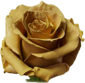 Fresh cut dyed Rose Coffee Milk roses with mustard shade, top choice for weddings and events, offering elegance and unique charm in every arrangement.