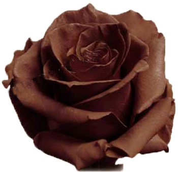Mocca coffee roses add depth and warmth to bouquets, perfect for fall weddings, rustic events, and fresh cut elegance.