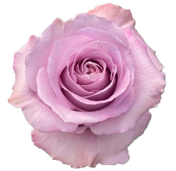 Cool Down Lavender Rose with soft lavender petals, perfect for romantic weddings, vintage events, and serene floral arrangements.