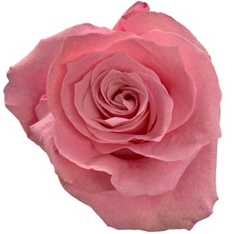 Close-up of Dusty Pink Roses Dyed featuring muted pink petals with a soft, vintage tone, perfect for elegant floral arrangements and romantic occasions.