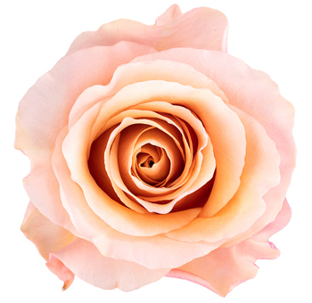 Fascination Peach Rose with delicate peach petals and blush undertones, perfect for weddings, bridal showers, and romantic floral arrangements.