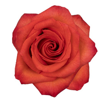 Orangey Red Roses - X Factor with bold orange-red petals, ideal for weddings, romantic occasions, and stunning floral arrangements.