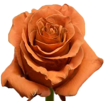 Hezelnut Coffee roses bring warm neutral elegance, ideal for rustic weddings, floral gifts, and luxe seasonal arrangements.