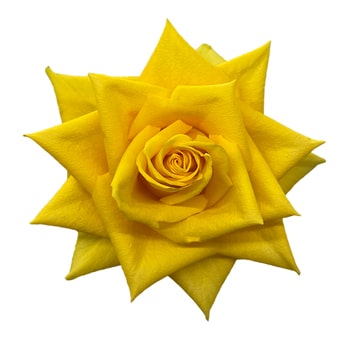 Impact Yellow Rose with vibrant yellow petals and a striking bloom shape, ideal for cheerful floral arrangements, weddings, and joyful events.