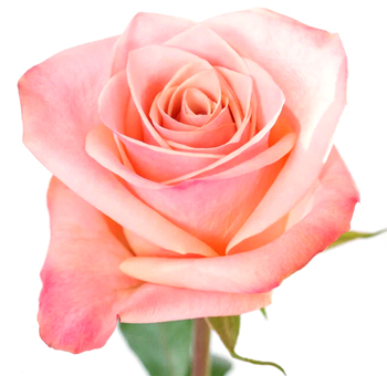 Close-up of La Habana Peachy Pink Rose with soft peach and blush pink petals.