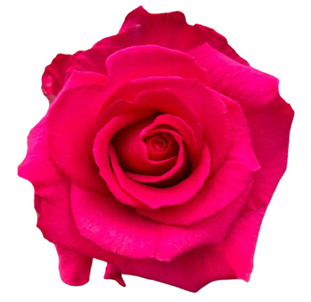 Close-up of Level Up Hot Pink Rose in full bloom, showcasing vibrant pink petals.