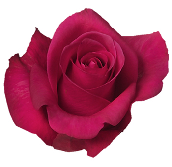 Close-up of Malena Hot Pink Rose in full bloom, displaying its intense magenta-pink petals.