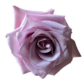 Nautica Lavender Rose in full bloom, showcasing soft lavender petals with a classic spiral pattern.
