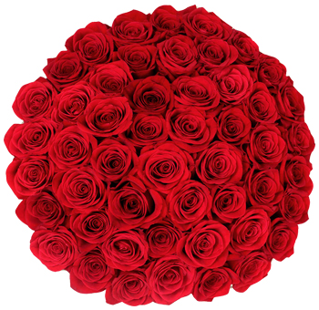 Rose Red Collection featuring rich crimson roses with velvety petals, perfect for weddings, anniversaries, and elegant floral arrangements.