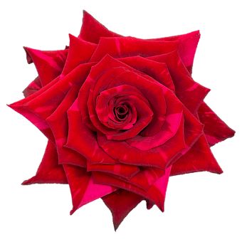 Panther Red Rose with deep crimson petals and a star-like arrangement, perfect for weddings, romantic occasions, and dramatic floral displays.
