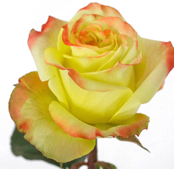 Green Bicolor Rose - Rise n Sun with vibrant yellow-green petals and fiery orange edges, perfect for tropical events, summer weddings, and bold floral designs.