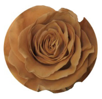 Rose tinted caramel pistachio roses with soft beige and green tones, perfect for wedding bouquets and centerpieces