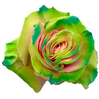 Green Rose Tinted Bicolor - Gary with green and pink hues, perfect for whimsical events, artistic floral designs, and unique statement arrangements.