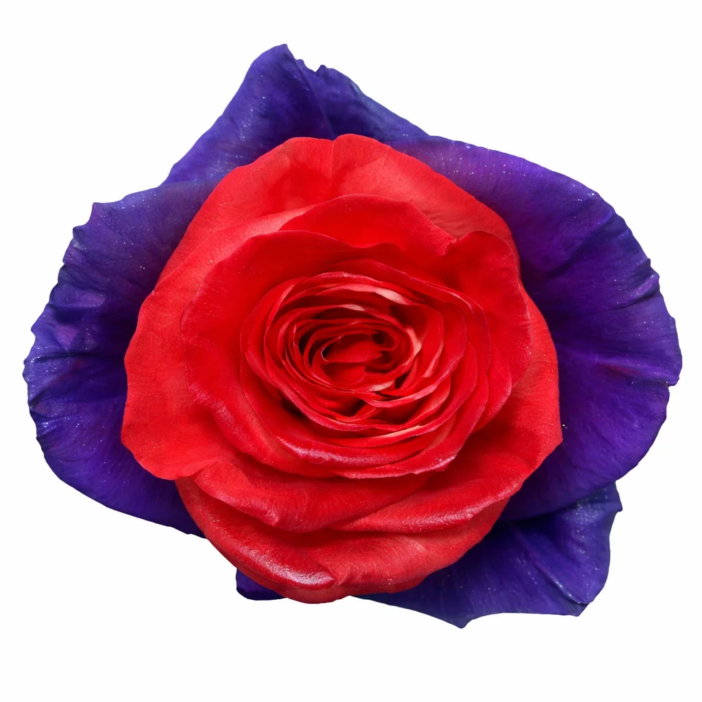 Close-up of a Mr Krab rose featuring vibrant red petals blending into dramatic purple edges with a velvety texture.