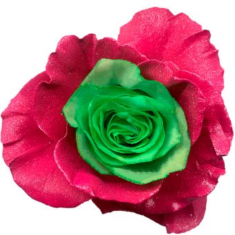 Green Rose Tinted Bicolor - Patrick featuring vivid green and pink tones, perfect for St. Patrick's Day, themed events, and creative floral arrangements.