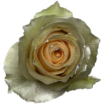 Close-up of a Pearl Champagne Tinted Rose with a shimmering metallic finish.
