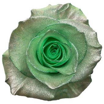 Green Rose Tinted - Plankton with metallic green petals, ideal for bold statement designs, eco-inspired events, and unique floral arrangements.