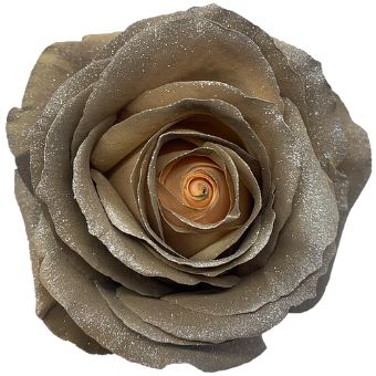 Bronze Rose Tinted - Sandy with soft metallic shimmer and velvety petals, perfect for weddings, formal events, and upscale floral arrangements.