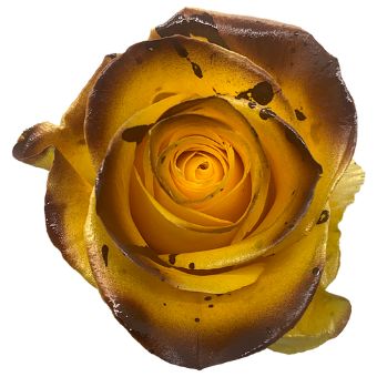 Yellow Rose Tinted
