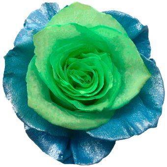 Blue Rose Tinted Bicolor - Squidward with green and blue petals, perfect for whimsical arrangements, themed events, and creative floral designs.