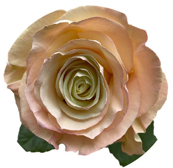 Peach Roses