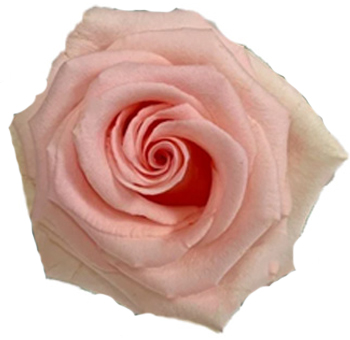 A close-up of the Unforgiven Rose, showcasing its delicate soft pink petals.