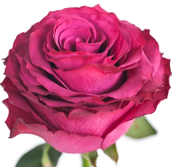 Hot Pink Rose - Venturoso with deep pink petals and velvety texture, perfect for striking floral arrangements, weddings, and romantic décor.